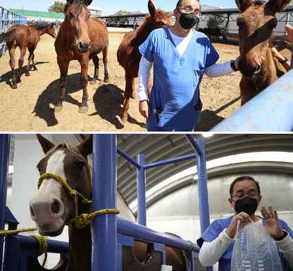 Project for anti-Covid plasma obtained from horses advances in Mexico