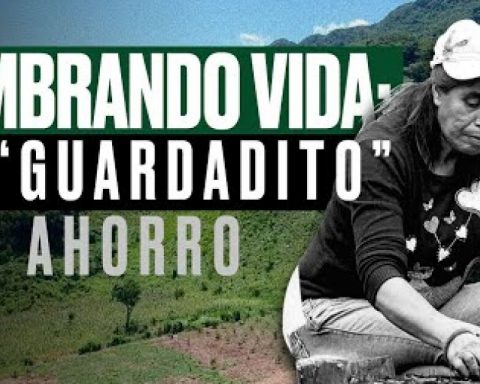 Sembrando Vida, the program for the Mexican countryside that sows opacity and doubts