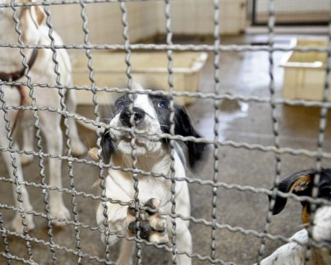 Animals are rescued at a clandestine fair in São Paulo