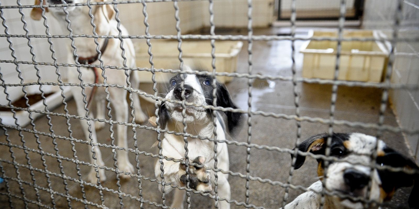 Animals are rescued at a clandestine fair in São Paulo
