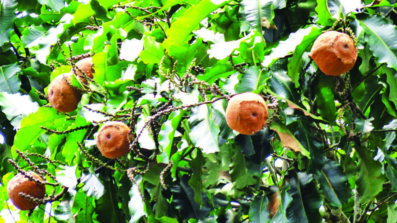 Bolivia leads Brazil nut production with more than 21,000 tons per year in the world