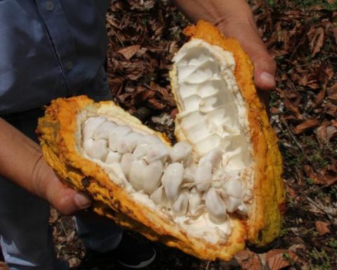 Colombia recorded the largest cocoa production in history