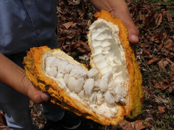 Colombia recorded the largest cocoa production in history