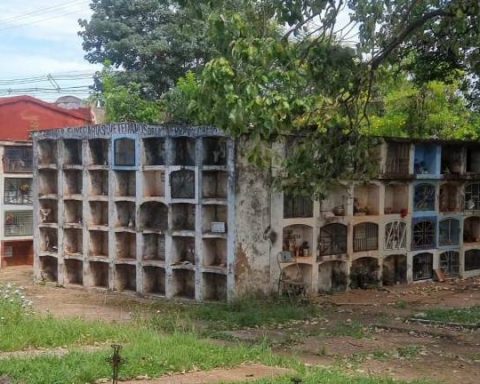 Concepción cemetery closed due to invasion of bees