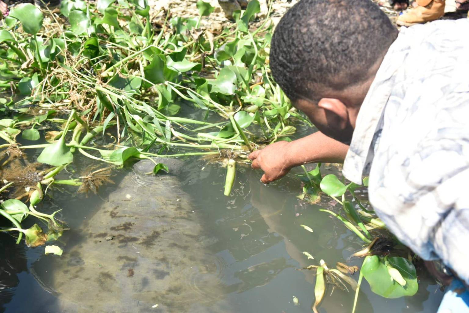 Manatee Juanita is already in the Ozama river