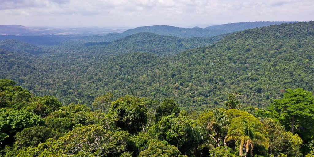 Petrobras and BNDES to expand investments in forest restoration