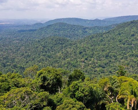 Petrobras and BNDES to expand investments in forest restoration