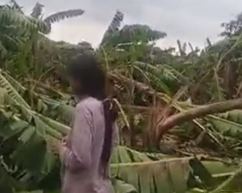 Strong winds and rain cause destruction and panic in the Chapare (VIDEO)