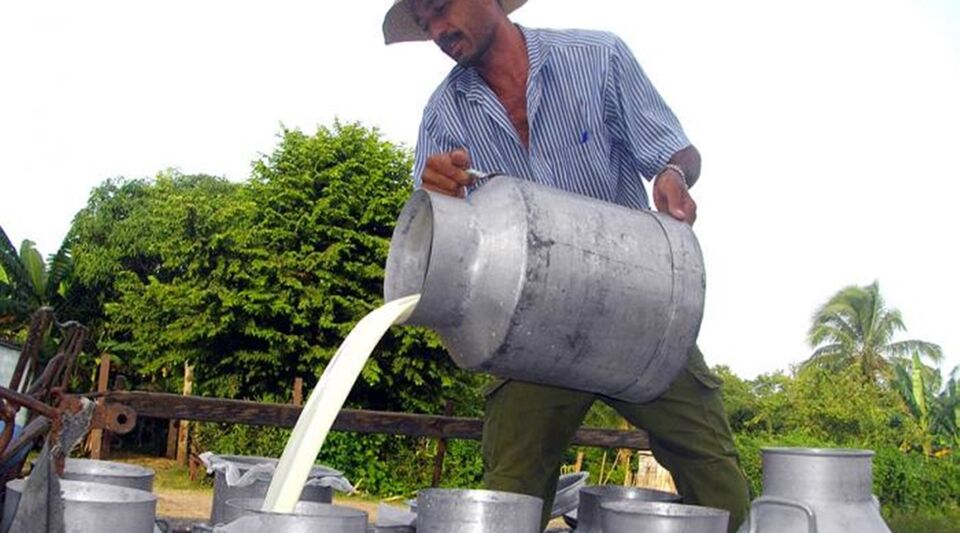 The Government raises the payment per liter of milk in an attempt to increase production
