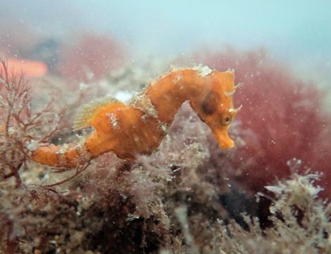 The population of "seahorses" due to the absence of tourists in a pandemic