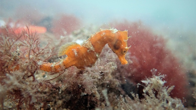 The population of "seahorses" due to the absence of tourists in a pandemic
