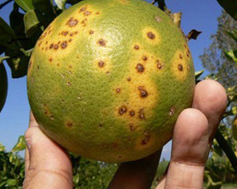 The return of lemons to Cuban kitchens will take time, authorities warn