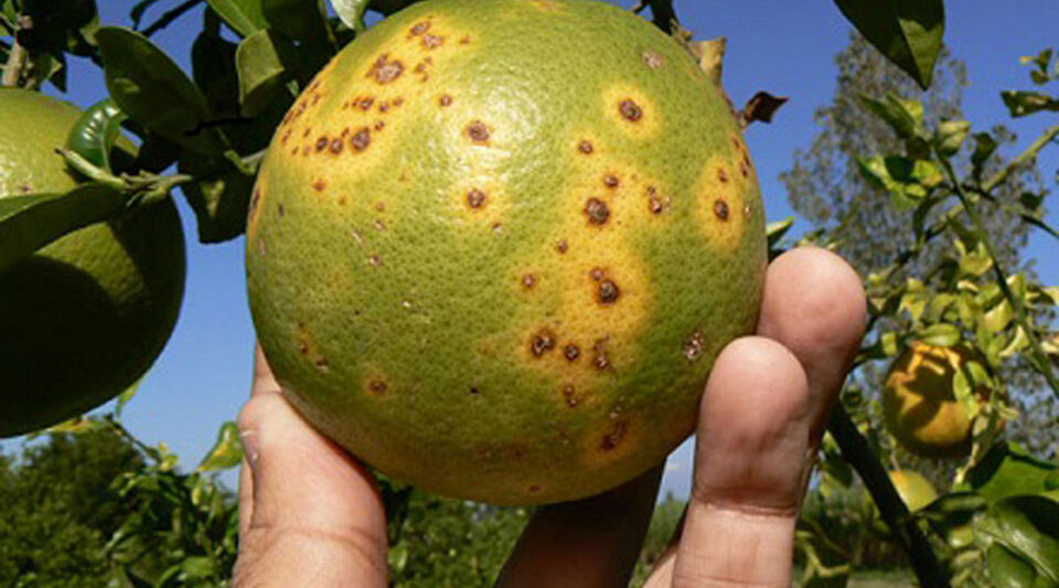 The return of lemons to Cuban kitchens will take time, authorities warn