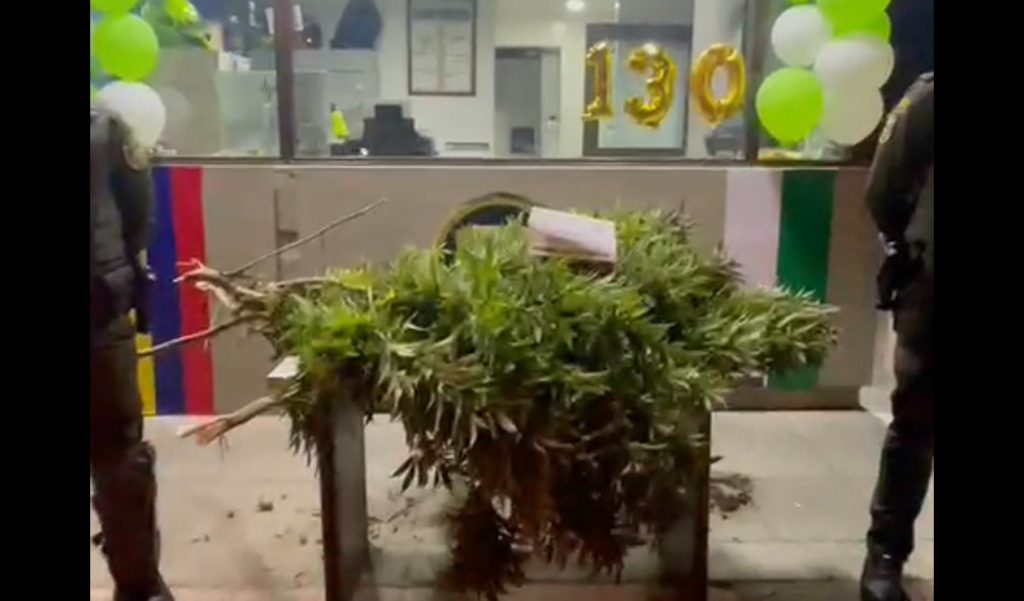 They seize large marijuana plants that they passed as a Christmas tree