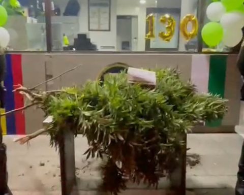 They seize large marijuana plants that they passed as a Christmas tree