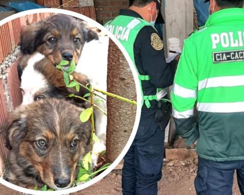 They will denounce before the Prosecutor's Office a man accused of burying puppies alive in Cusco (VIDEO)