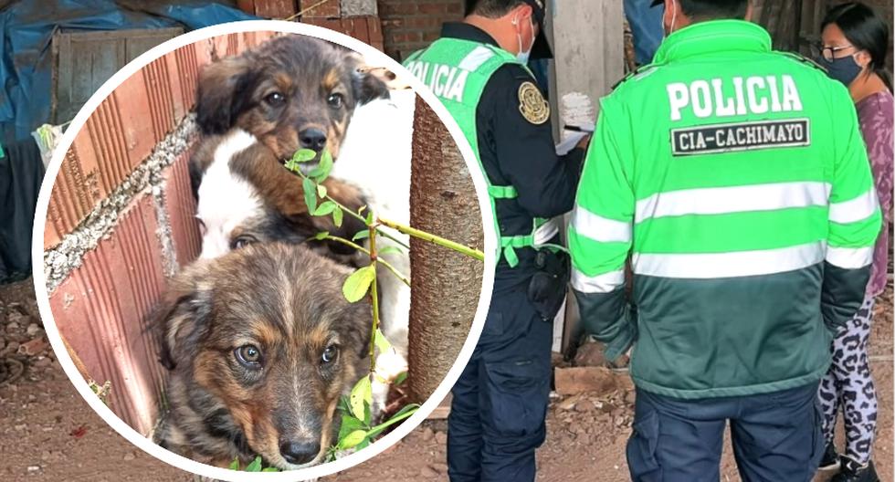 They will denounce before the Prosecutor's Office a man accused of burying puppies alive in Cusco (VIDEO)