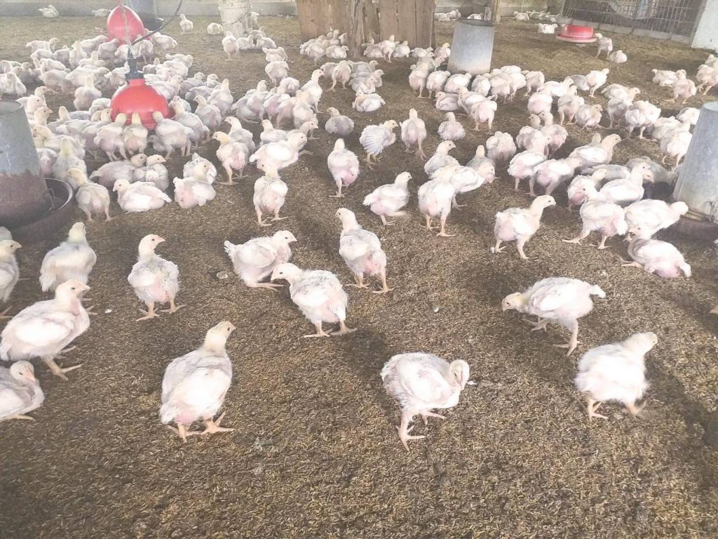 Up to 40% increase in chicks threatens the price of "Christmas chicken"