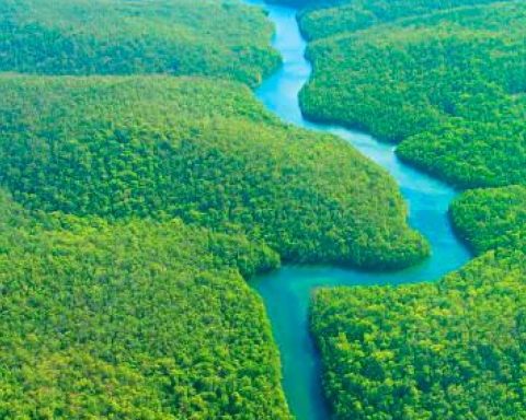 "We cannot live in a world without the Amazon," warns renowned Brazilian scientist