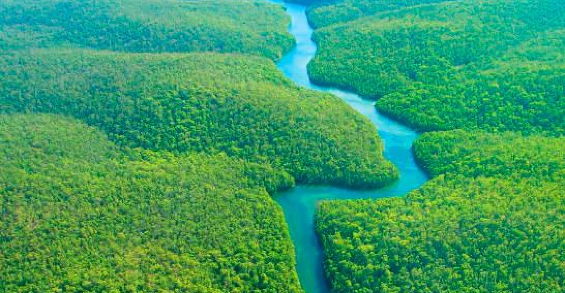 "We cannot live in a world without the Amazon," warns renowned Brazilian scientist