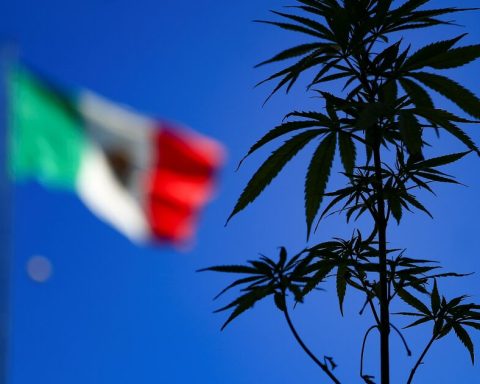 Cannabis sales will be worth $ 102 billion in 2026, Mexico defines leadership in 2022