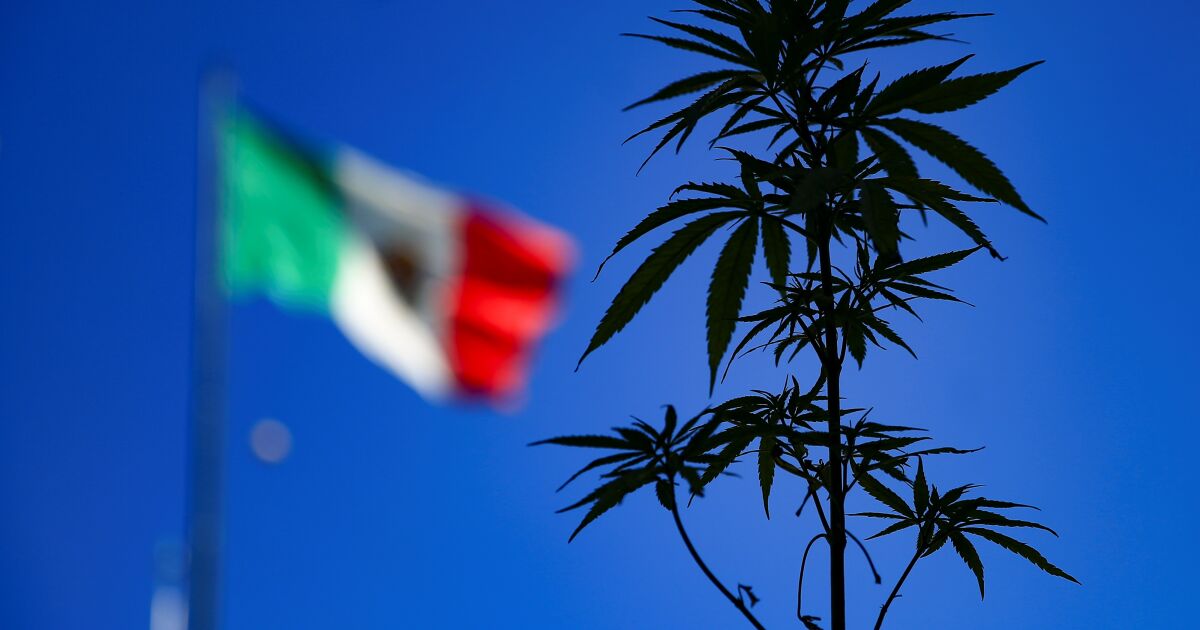 Cannabis sales will be worth $ 102 billion in 2026, Mexico defines leadership in 2022