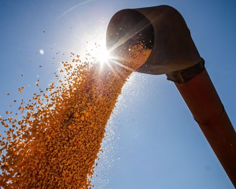 Conab: grain harvest could reach 291.1 million tons