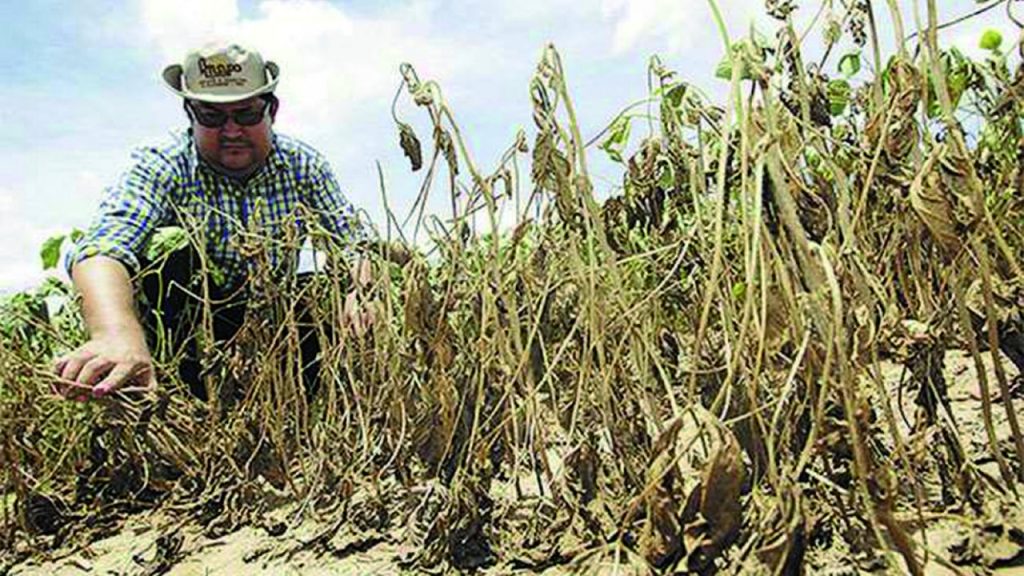 Despite a drop in production due to drought, the value of grains rose