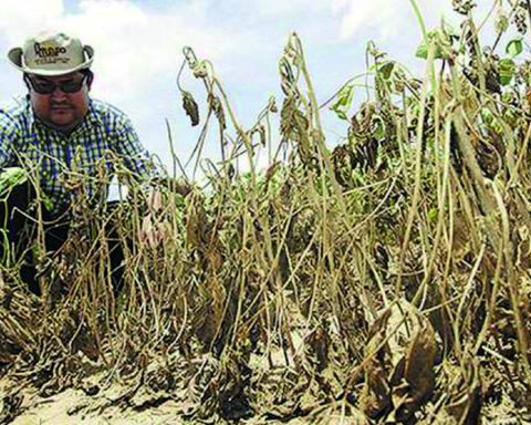 Despite a drop in production due to drought, the value of grains rose