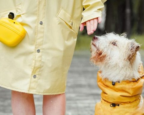 Las mascotas pueden enfermarse si no tienen los cuidados adecuados, en épocas frías (imagen: Urbanimal).