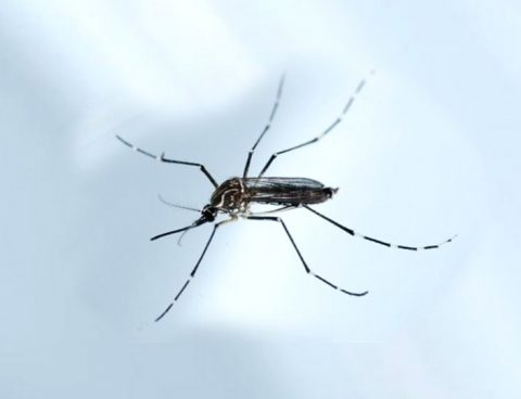 Low vaginal pH found to promote male-to-female Zika transmission