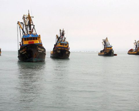 Produce authorizes the start of anchovy fishing on the Peruvian coast