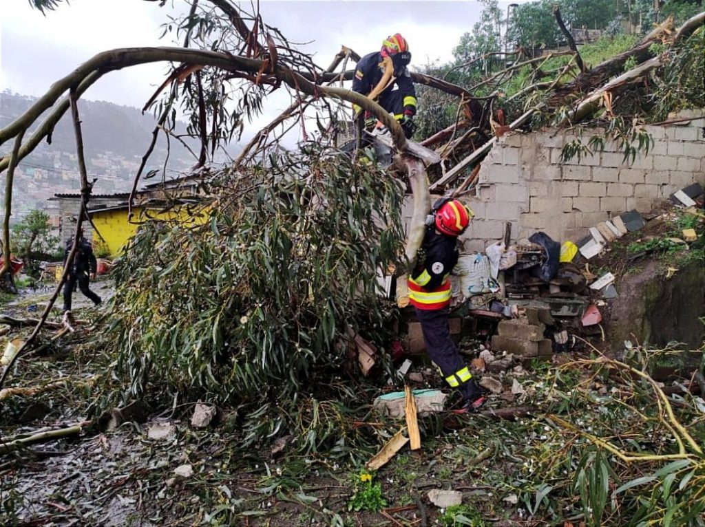 Un árbol cayó sobre una vivienda en El Panecillo