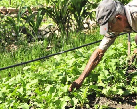 The Cuban Government's agricultural policy is "marked by improvisation"