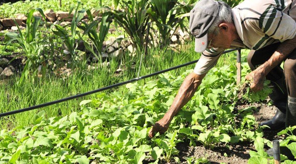 The Cuban Government's agricultural policy is "marked by improvisation"