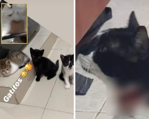 The attacks on cats with hooks for which they point to the military in Valledupar, Ministry of Defense and the Army responded