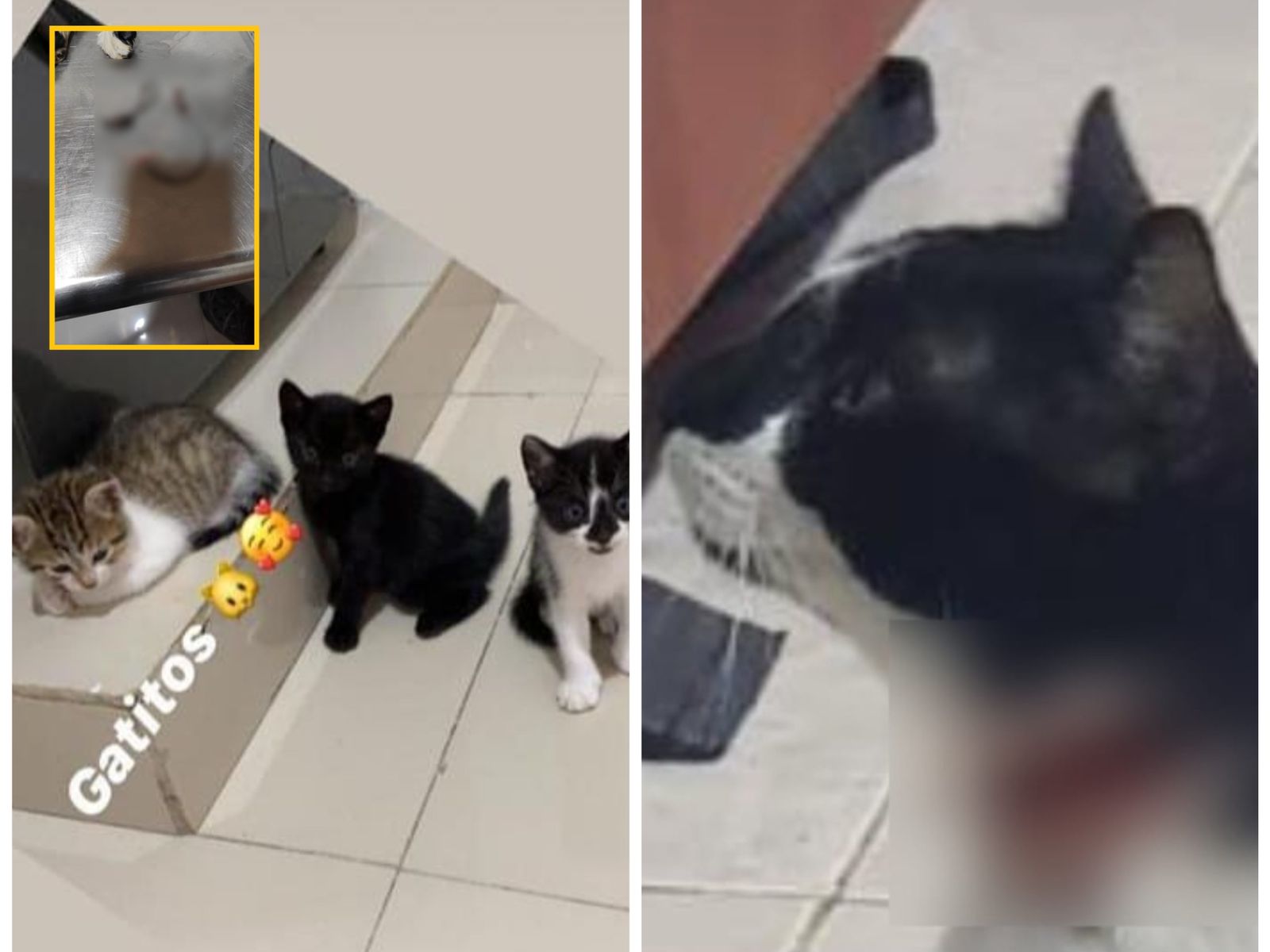 The attacks on cats with hooks for which they point to the military in Valledupar, Ministry of Defense and the Army responded