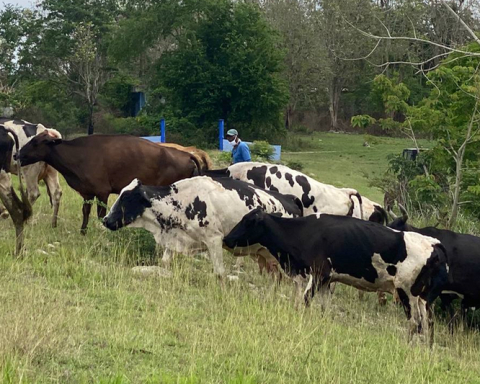 The collapse of livestock and also access to meat in Cuba accelerates