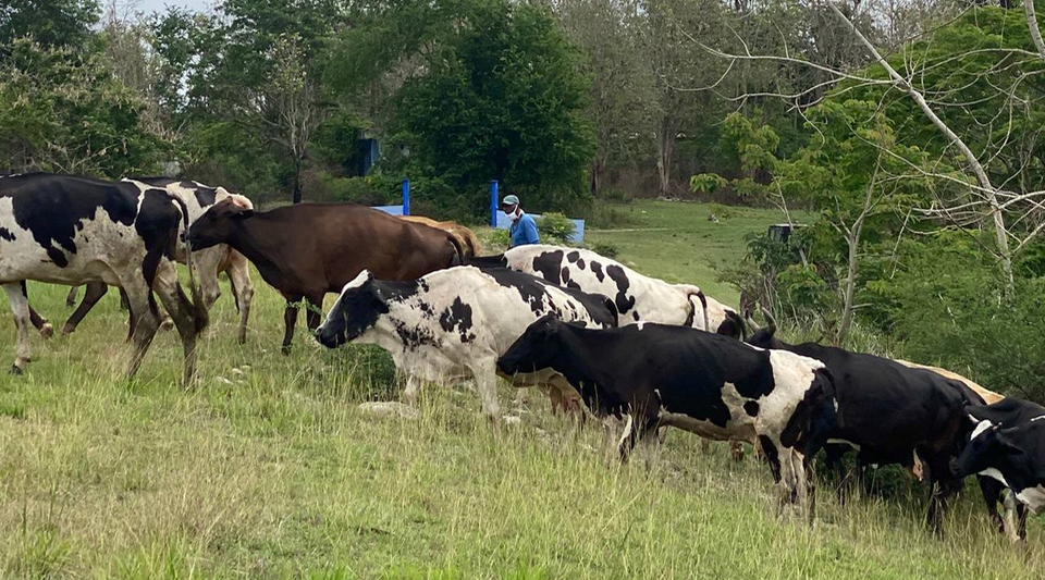 The collapse of livestock and also access to meat in Cuba accelerates