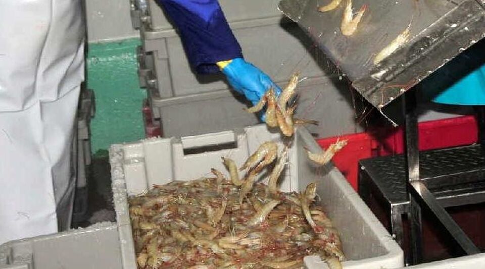 The official press invents a "heavy rain" to explain the loss of shrimp in Tunas de Zaza