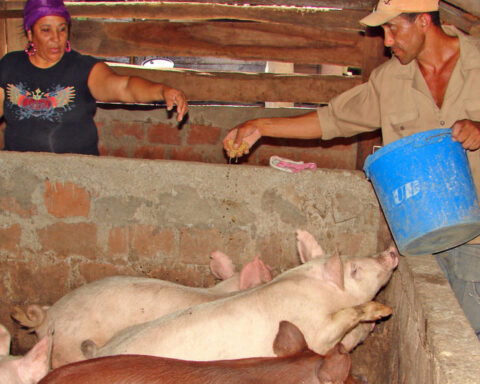 The pig is absent from the tables in Cuba because state production has dropped by 44%