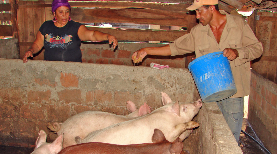 The pig is absent from the tables in Cuba because state production has dropped by 44%