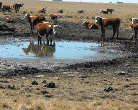 They declare a state of agricultural emergency due to drought throughout the national territory