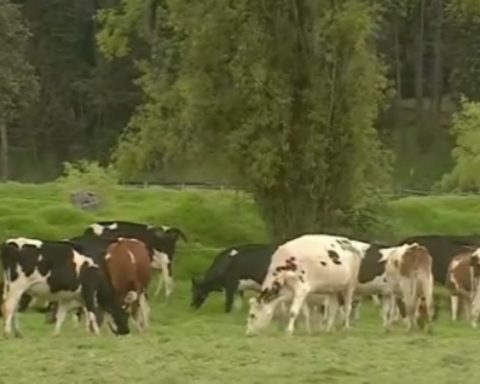 La ola invernal afecta la producción de leche en el país