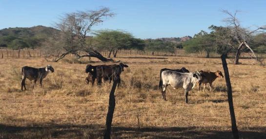 Drought affects farmers and ranchers of the Northwest Line