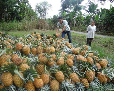 La fruta de exportación se cultiva en 3.300 hectáreas de Santo Domingo de los Tsáchilas.