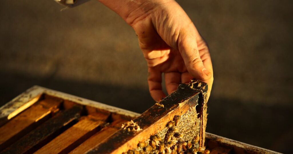 IDB Invest announces investments to promote beekeeping in Yucatán