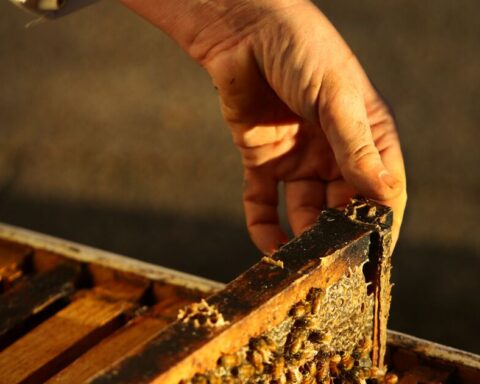 IDB Invest announces investments to promote beekeeping in Yucatán