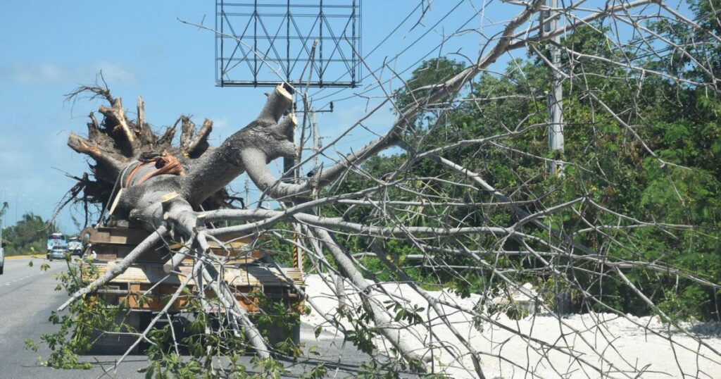 #LaEstampa |  Deforestation by the Mayan Train