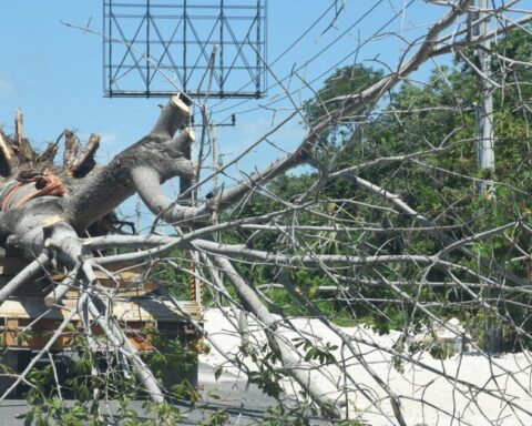 #LaEstampa |  Deforestation by the Mayan Train